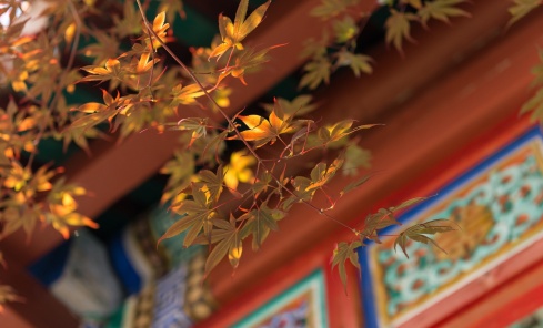 22chinese-autumn-leaves